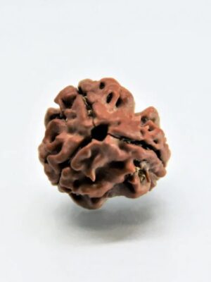 3 Mukhi Rudraksha