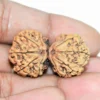 Gauri Shankar Orginal Nepali rudraksha