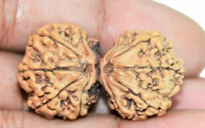 Gauri Shankar Orginal Nepali rudraksha