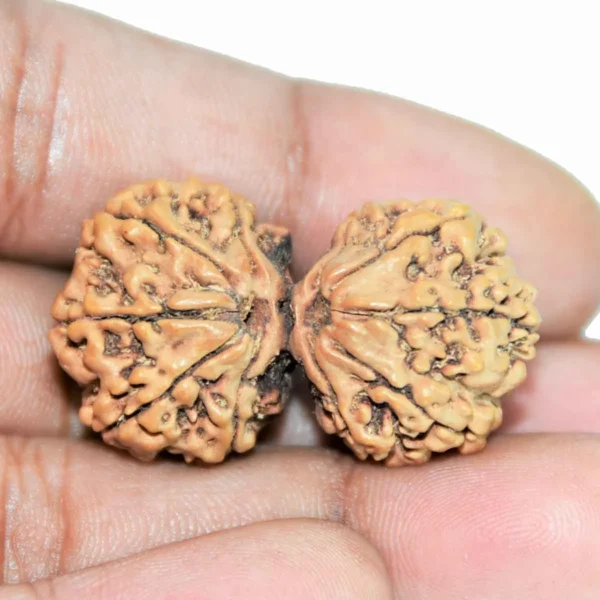 Gauri Shankar Orginal Nepali rudraksha