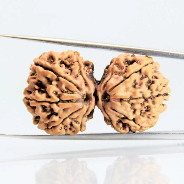 Gauri Shankar Orginal Nepali rudraksha