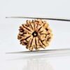 10 Mukhi Rudraksha Nepali