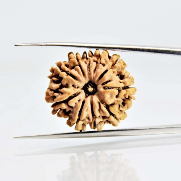 10 Mukhi Rudraksha Nepali