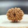 8 Mukhi Nepali Rudraksha
