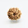 10 Mukhi Rudraksha Nepali