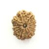10 Mukhi Rudraksha Nepali