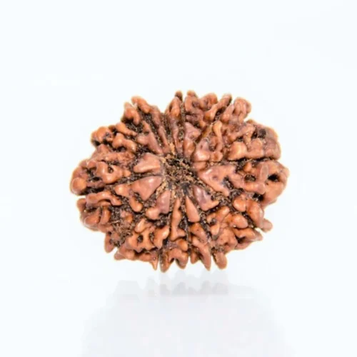 12 Mukhi Rudraksha Nepali