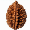 2 Mukhi Rudraksha Nepali