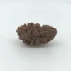 2 Mukhi Rudraksha Nepali