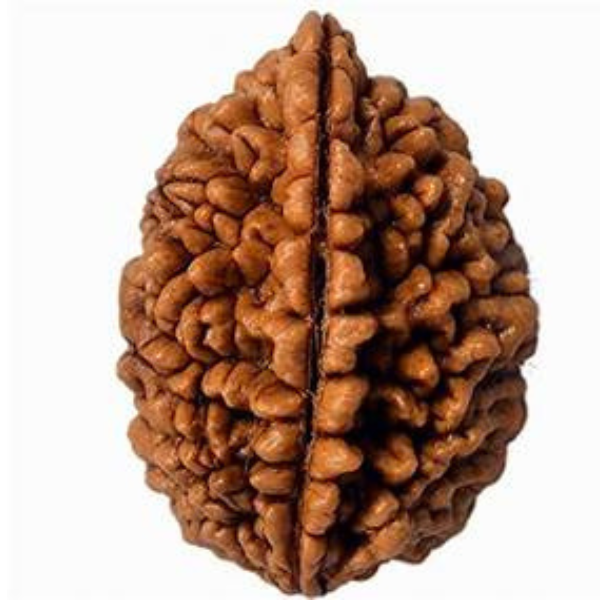 2 Mukhi Rudraksha Nepali