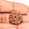 5 Mukhi Rudraksha Nepali