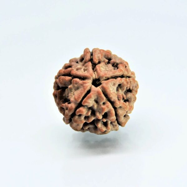 5 Mukhi Rudraksha Nepali