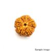 5 Mukhi Rudraksha Nepali
