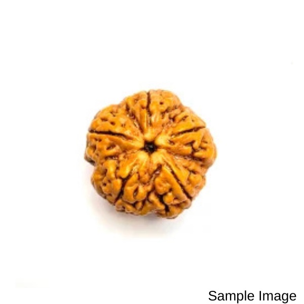 5 Mukhi Rudraksha Nepali