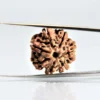 7 Mukhi Rudraksha Nepali
