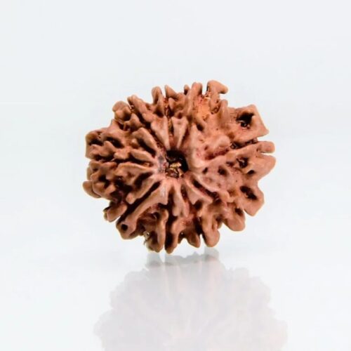 9 Mukhi Rudraksha Nepali