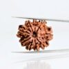 9 Mukhi Rudraksha Nepali