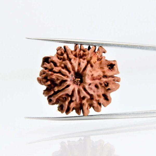 9 Mukhi Rudraksha Nepali