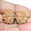Gaurishankar Rudraksha Nepali