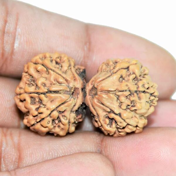 Gaurishankar Rudraksha Nepali