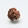 3 Mukhi Rudraksha Nepali