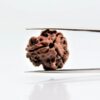 3 Mukhi Rudraksha Nepali