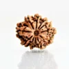 11 Mukhi Rudraksha Nepali