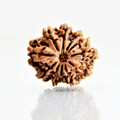 11 Mukhi Rudraksha Nepali