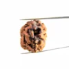 2 Mukhi Rudraksha Nepali