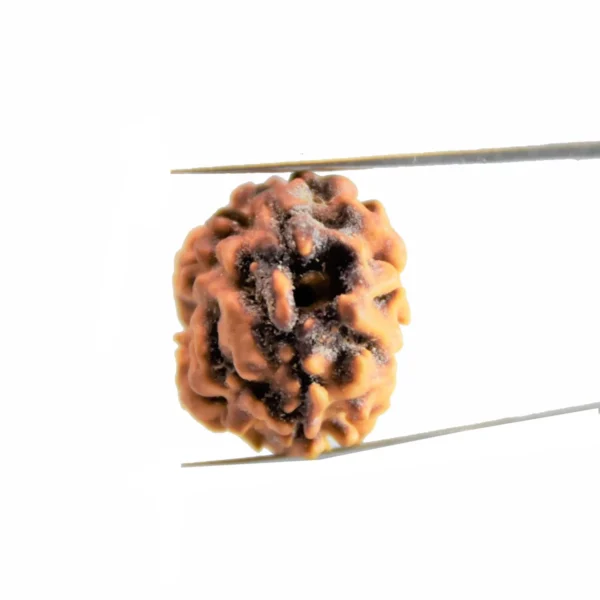 2 Mukhi Rudraksha Nepali