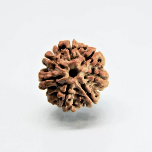 7 Mukhi Rudraksha Nepali