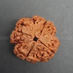 4 Mukhi Nepali Rudraksha