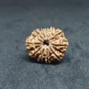11 Mukhi Nepali Rudraksha – Benefits
