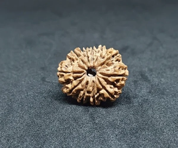 11 Mukhi Nepali Rudraksha – Benefits