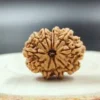 9 Mukhi Rudraksha – Power of Goddess Durga