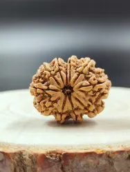 9 Mukhi Rudraksha – Power of Goddess Durga