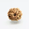 10 Mukhi Rudraksha – Divine Protection & Positive Energy Bead