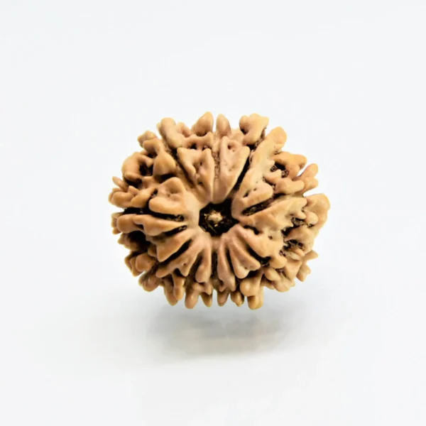 10 Mukhi Rudraksha – Divine Protection & Positive Energy Bead