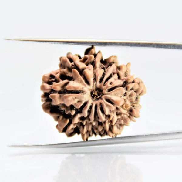 11 Mukhi Nepali Rudraksha – Benefits
