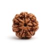 7 Mukhi Rudraksha – Natural & Energized for Wealth and Prosperity