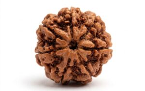 7 Mukhi Rudraksha – Natural & Energized for Wealth and Prosperity