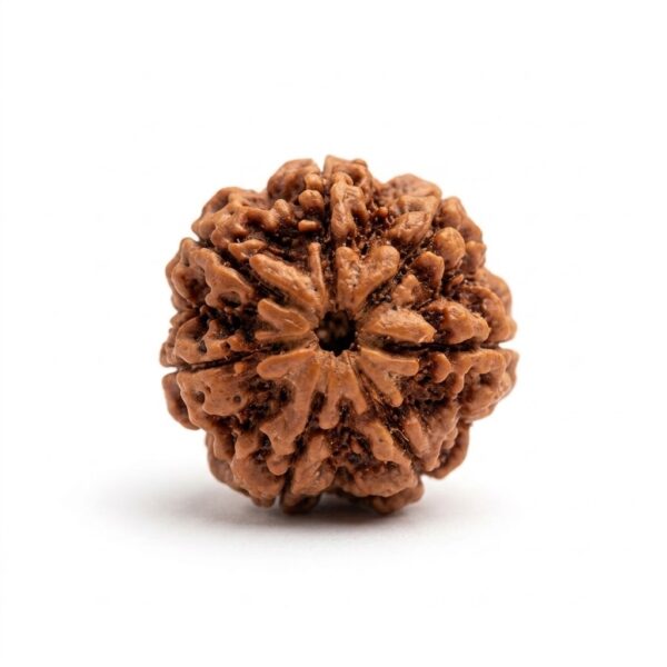 7 Mukhi Rudraksha – Natural & Energized for Wealth and Prosperity
