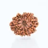 12 Mukhi Rudraksha – Power of the Sun