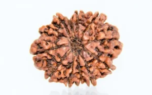 12 Mukhi Rudraksha – Power of the Sun
