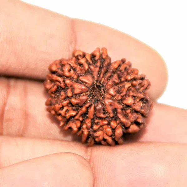 12 Mukhi Rudraksha – Power of the Sun
