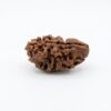 2 Mukhi Rudraksha 2 Mukhi Rudraksha