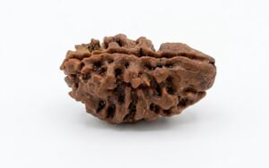 2 Mukhi Rudraksha 2 Mukhi Rudraksha