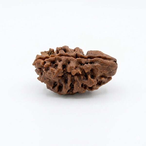2 Mukhi Rudraksha 2 Mukhi Rudraksha