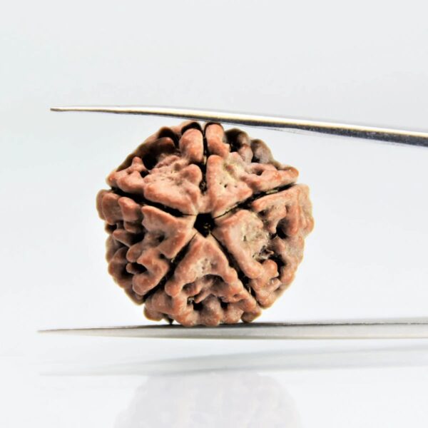 5 Mukhi Rudraksha – Original Nepali Rudraksha