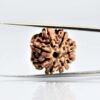 7 Mukhi Rudraksha – Natural & Energized for Wealth and Prosperity